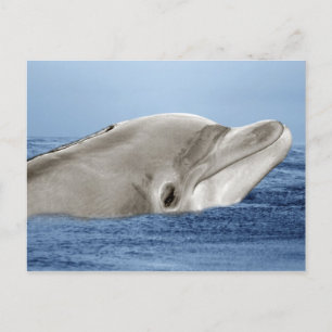Den leende delfinen vykort
