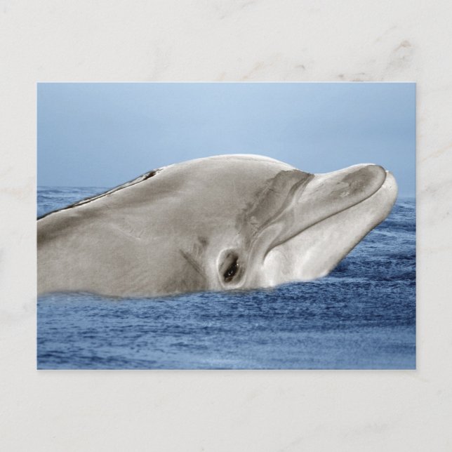 Den leende delfinen vykort (Framsida)