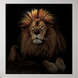 Den Lejona Afrikan Golden Proud Poster