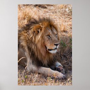 Den lejona Maasai Mara medborgare reserverar, Poster
