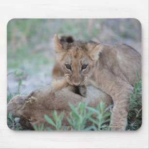 Den lejona (Panthera leo) ungen som biter mammor, Musmatta