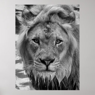 Den Lejona stenen Poster