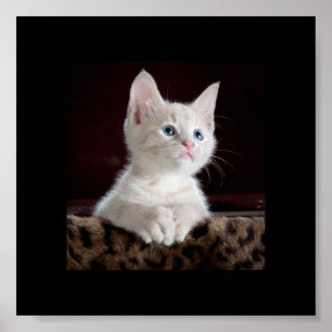 Den lilla kattungen tittar poster