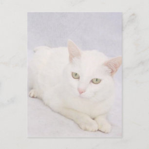 Den lilla vita katten vykort