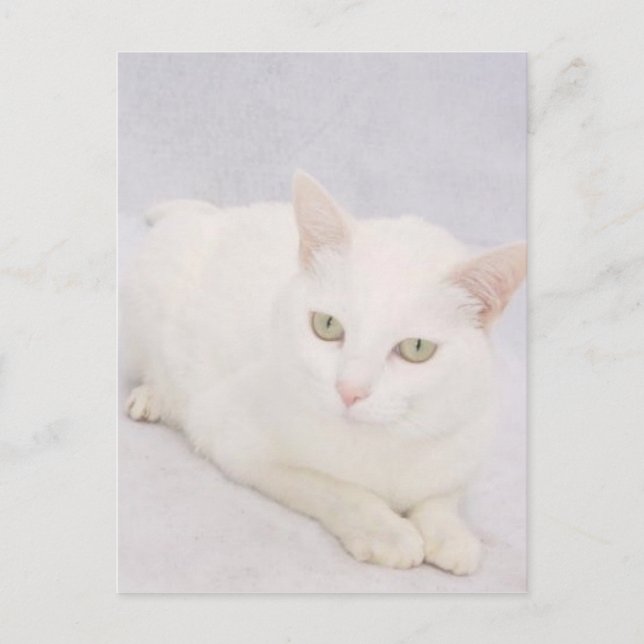 Den lilla vita katten vykort (Framsida)