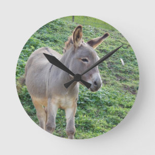 Den lite ensamma åsnan tar tid på rund klocka