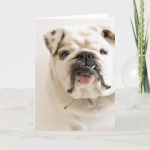 Den lojala vitbulldoggen fotograferar kort