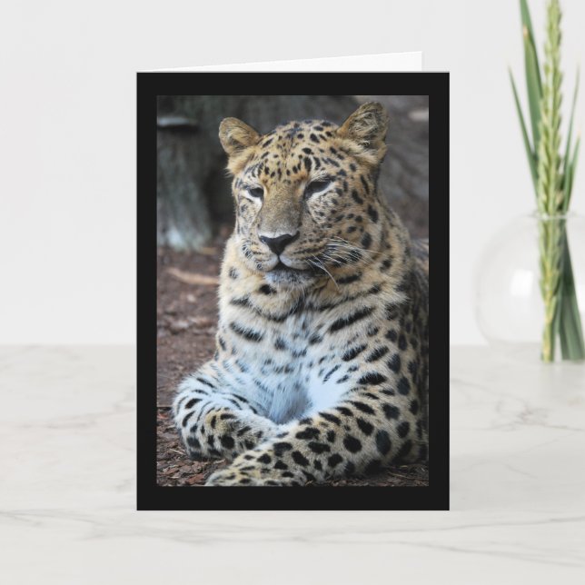 Den Majestätiska Leoparden Kort (Framsida)