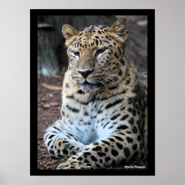 Den Majestätiska Leoparden Poster (Framsidan)