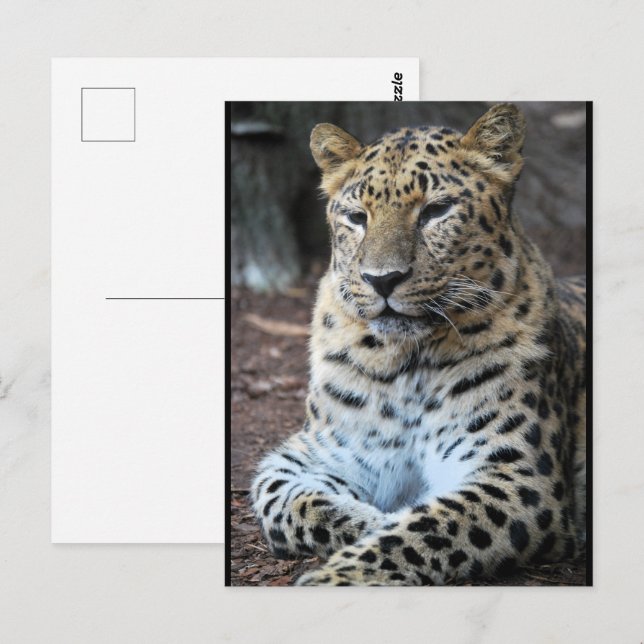 Den Majestätiska Leoparden Vykort (Fram/baksida)