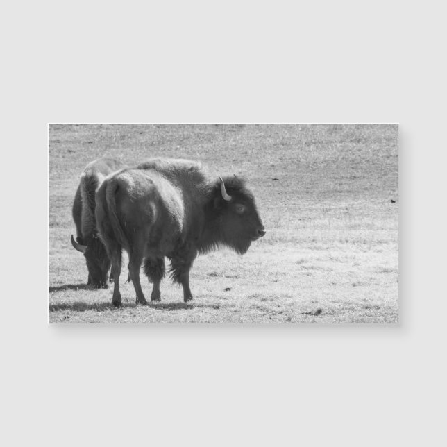 Den mäktiga buffeln  (Framsida)