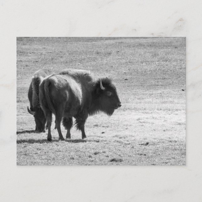 Den mäktiga buffeln  vykort (Framsida)