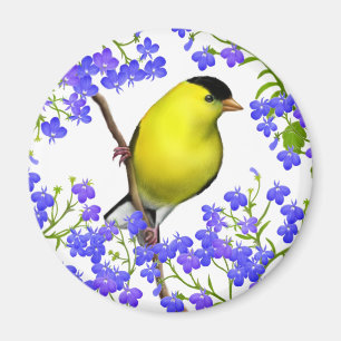 Den Male amerikansteglitsen i Lobelia blommar Magnet