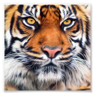 Den Male Siberian tigern målar fotograferar Fototryck
