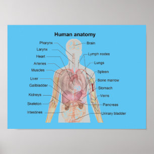 Den mänskliga anatomin poster