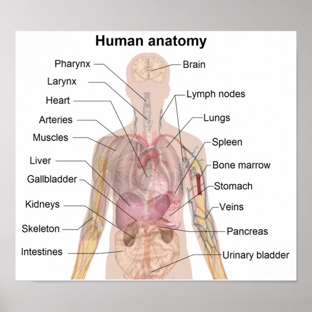 Den mänskliga anatomin poster (Framsidan)
