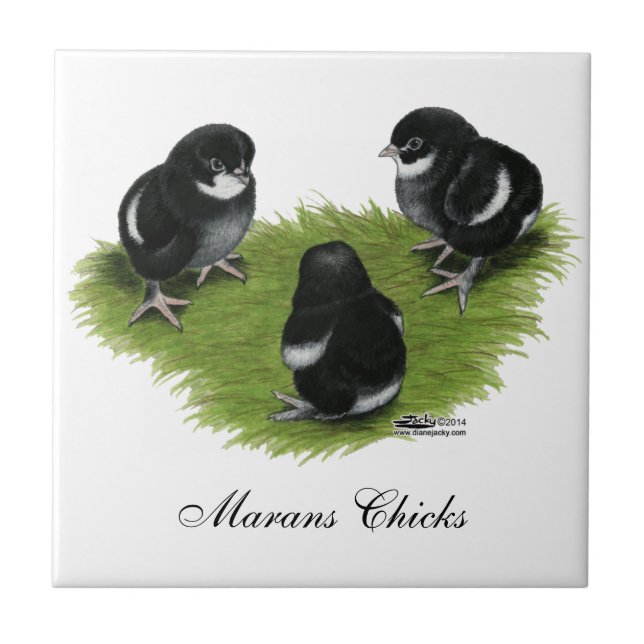 Den Marans svarten förkopprar chickar Kakelplatta (Framsidan)