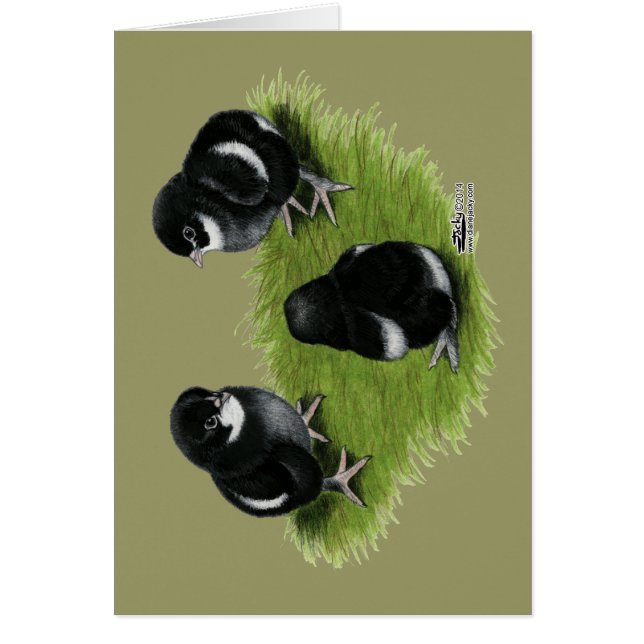 Den Marans svarten förkopprar chickar OBS Kort (Framsidan)