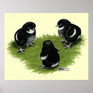 Den Marans svarten förkopprar chickar Poster