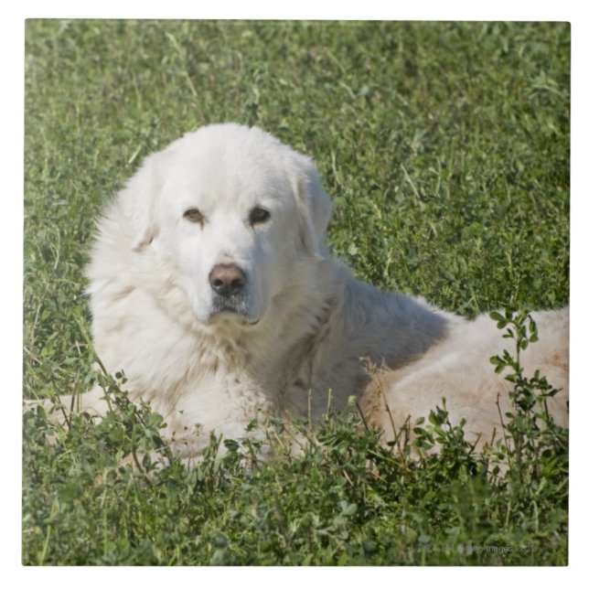 Den Maremma sheepdogen betar in agerar som en Kakelplatta (Framsidan)
