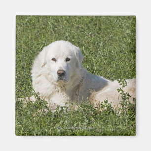 Den Maremma sheepdogen betar in agerar som en Magnet