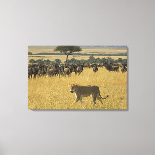 Den MasaiMara medborgare reserverar, Kenya, afrika Canvastryck