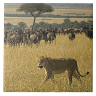Den MasaiMara medborgare reserverar, Kenya, afrika Kakelplatta