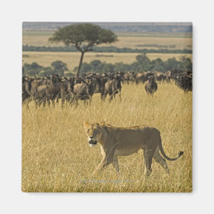 Den MasaiMara medborgare reserverar, Kenya, afrika Magnet