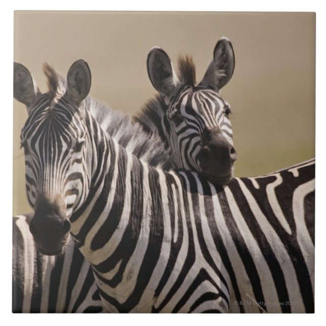 Den MasaiMara medborgare reserverar, Kenya, Jul Kakelplatta (Framsidan)