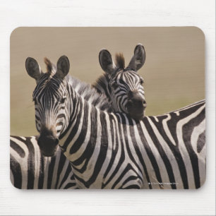Den MasaiMara medborgare reserverar, Kenya, Jul Musmatta