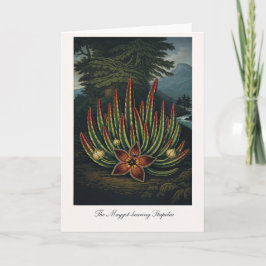 Den maskbärande Stapelia — Modern botanisk rei Kort