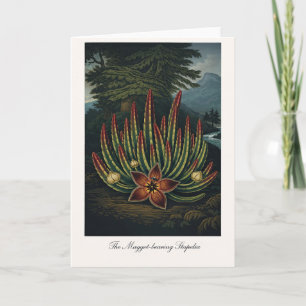 Den maskbärande Stapelia — Modern botanisk rei Kort