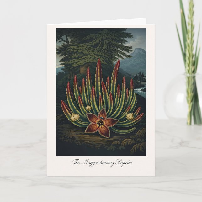 Den maskbärande Stapelia — Modern botanisk rei Kort (Framsida)