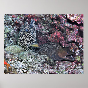 Den Mates Poster