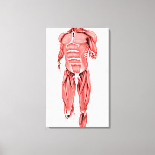 Den medicinska illustrationen av manlign tränga canvastryck
