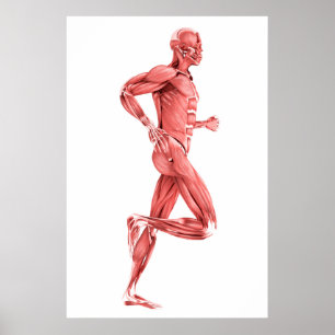 Den medicinska illustrationen av manlign tränga poster