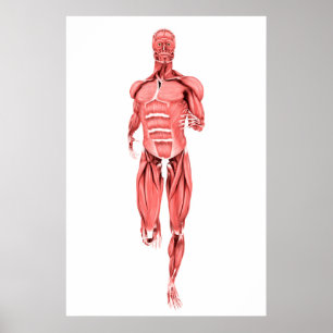 Den medicinska illustrationen av manlign tränga poster