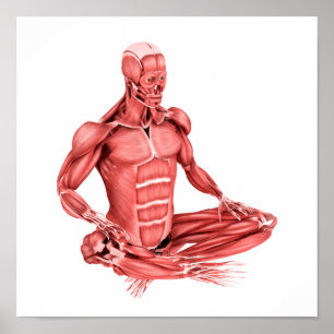 Den medicinska illustrationen av manlign tränga poster