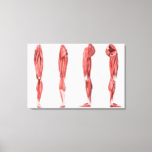 Den medicinska illustrationen av människan lägge canvastryck