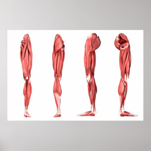 Den medicinska illustrationen av människan lägger poster