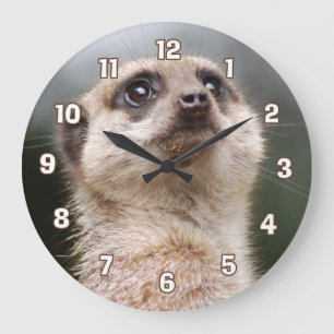 Den Meerkat väggen tar tid på Stor Klocka