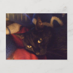 Den mest stiliga katten i världen vykort
