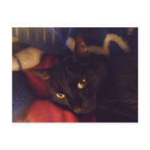 Den mest stiliga katten i världen