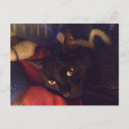 Den mest stiliga katten i världen vykort