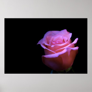 Den mest sweetest blomman som blåser… poster