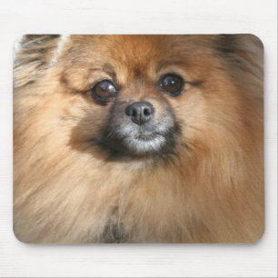 Den miniatyrPomeranian musen vadderar Musmatta