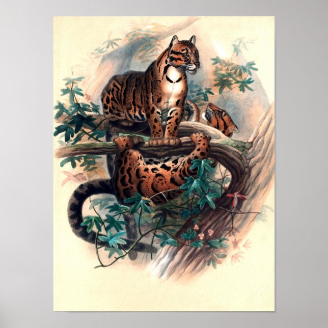 Den molniga tigern av Joseph Wolf Poster (Framsidan)