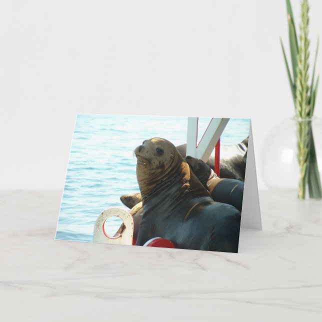 Den Morro fjärden förseglar Kort (Framsida)