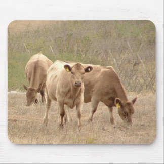 den murray greysmusen vadderar musmatta