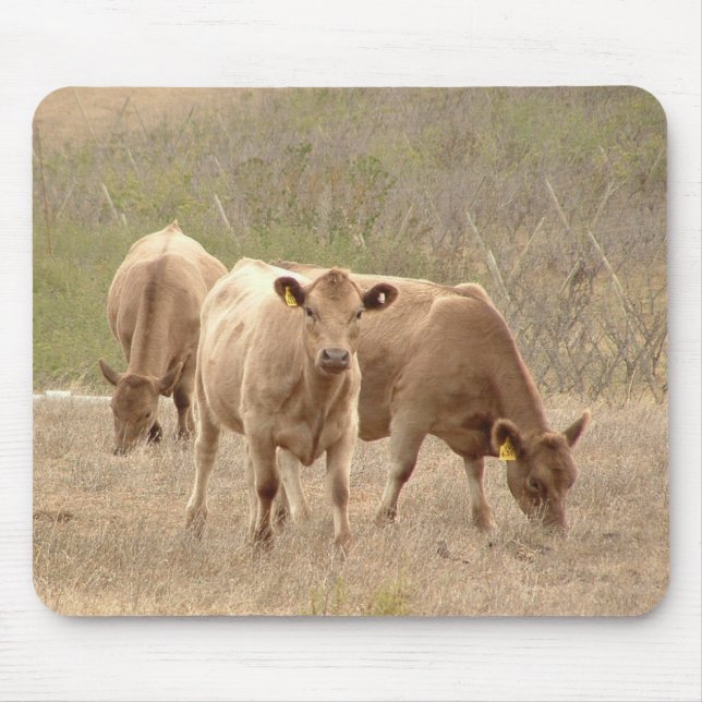 den murray greysmusen vadderar musmatta (Framsidan)